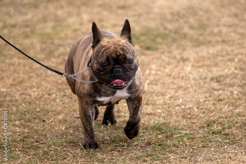 French Bulldog at a dog show photo