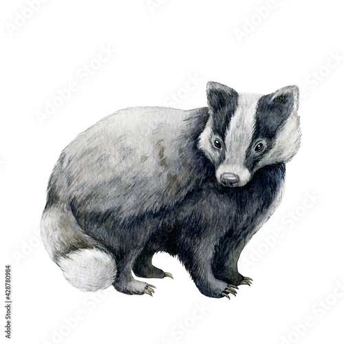 Foto Badger animal hand drawn image