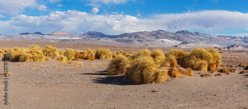 Panorama image of a lavafield with patches of Puna Grass and volcanoes in the background on the high altitude Puna in northwest Argentina photo