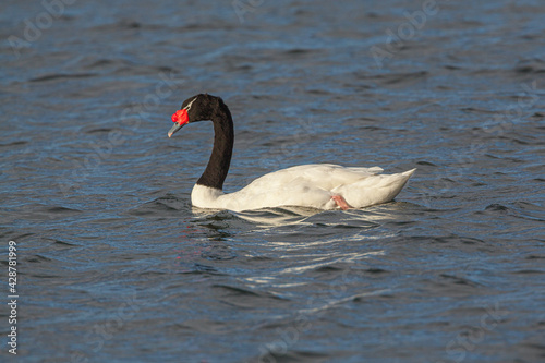 Black-necked swan  Cygnus melancoryphus  swimming in sea