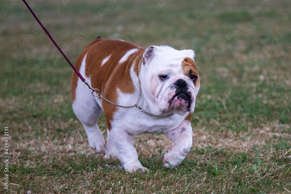 Prize winning Bulldog at a dog show