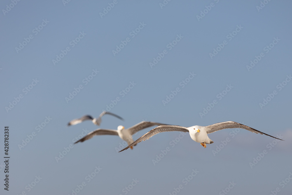 Obraz premium Scenic View of Seagulls above Sea Against Sky