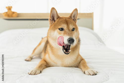 Dog Licking His Lips. A Shiba puppy is hungry in bed. Shiba inu is japanese dog.