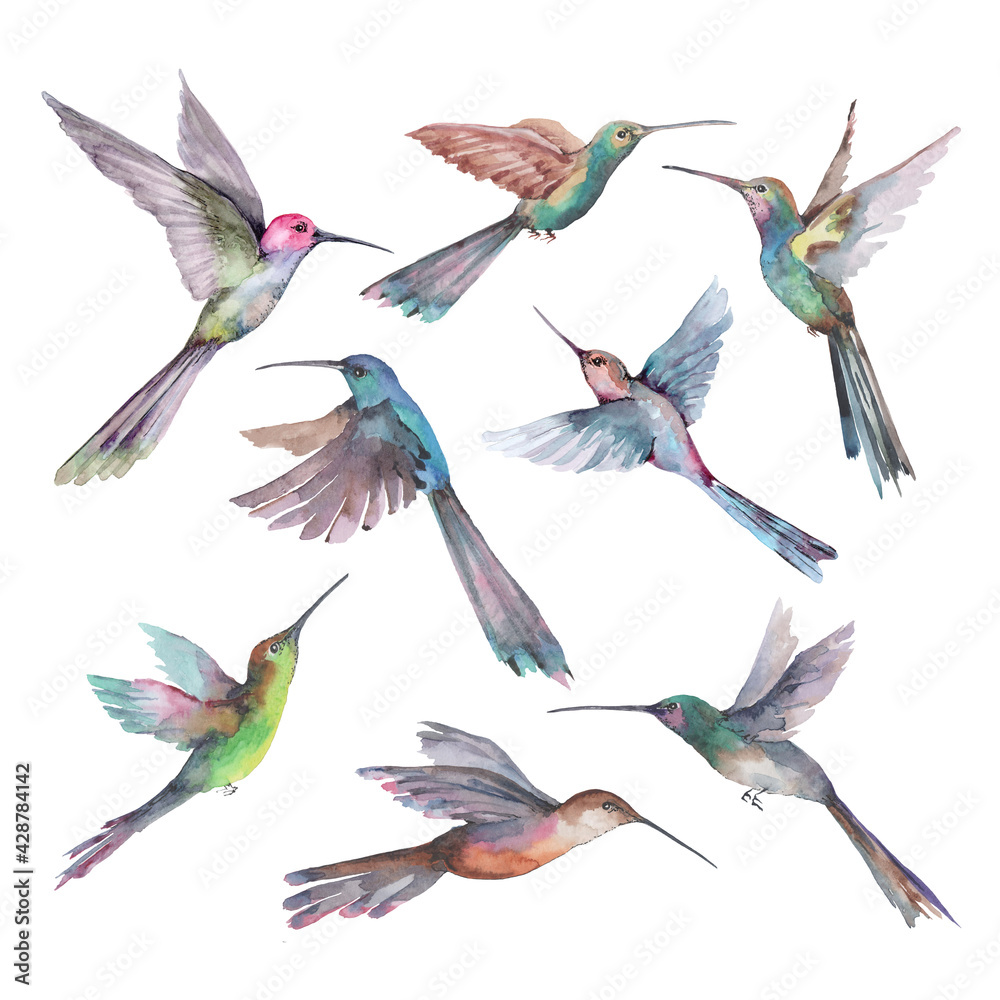 Obraz premium Small tropical birds hummingbirds with bright feathers in flight with outstretched wings. Watercolor set of isolated objects on a white background for the design of cards, invitations, print.
