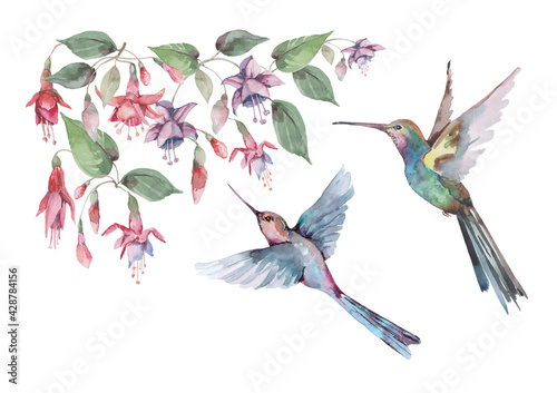   Birds are small hummingbirds in flight with outstretched wings, pink fuchsia flowers and buds with green leaves. Watercolor for design of cards, invitations, print, background, cover, banner.