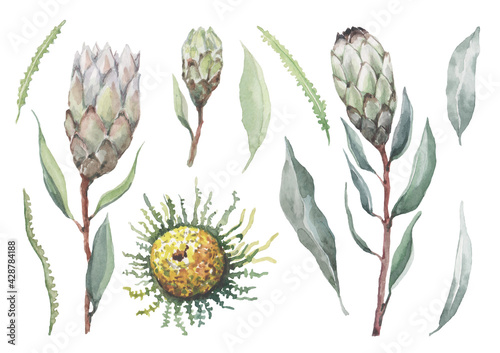 Protea and baxia watercolor botanical illustration. Set of exotic tropical flowers. Isolated elements on white background for the design of cards, invitations, background, print, banner, wallpaper.