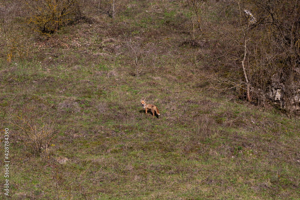 Curious red fox standing on meadow looking to the camera. Curious red fox standing on meadow looking to the camera.