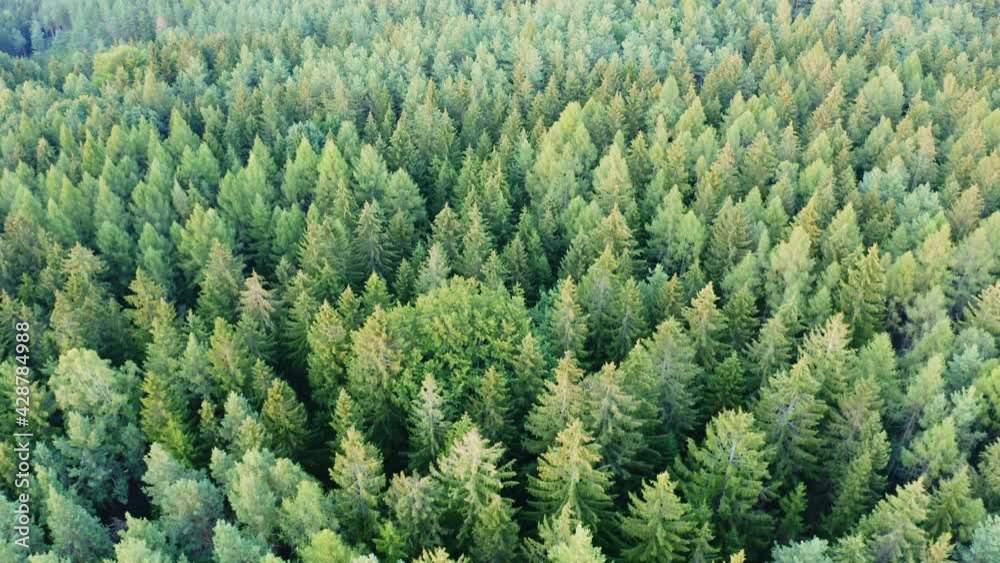 drone flight over forest in Saxon Switzerland during sunset drone flight over forest in Saxon Switzerland during sunset