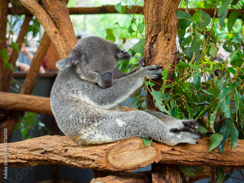 Koalas subidos en un Árbol en la reserva natural de Brisbane photo
