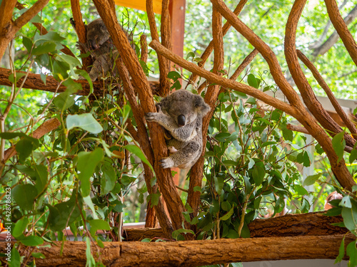 Photography Koalas subidos en un Árbol en la reserva natural de Brisbane