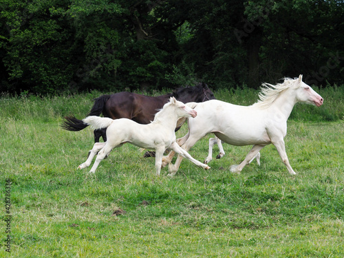 Herd of Horses