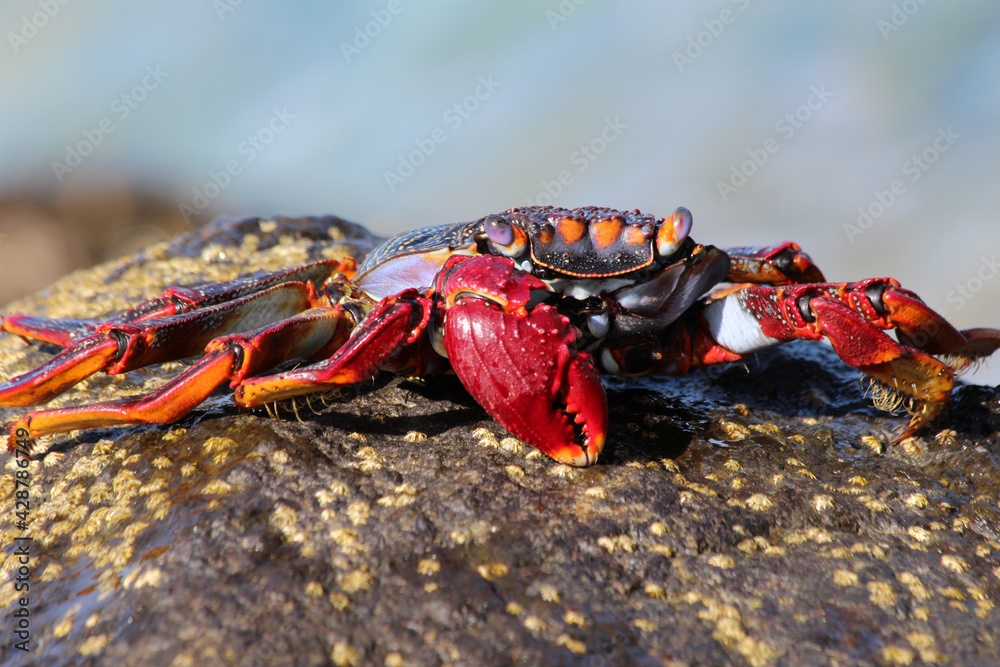 rote_Klippenkrabbe_mit_1_Schere rote_Klippenkrabbe_mit_1_Schere