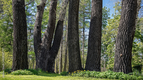 Old tree trunks in the park