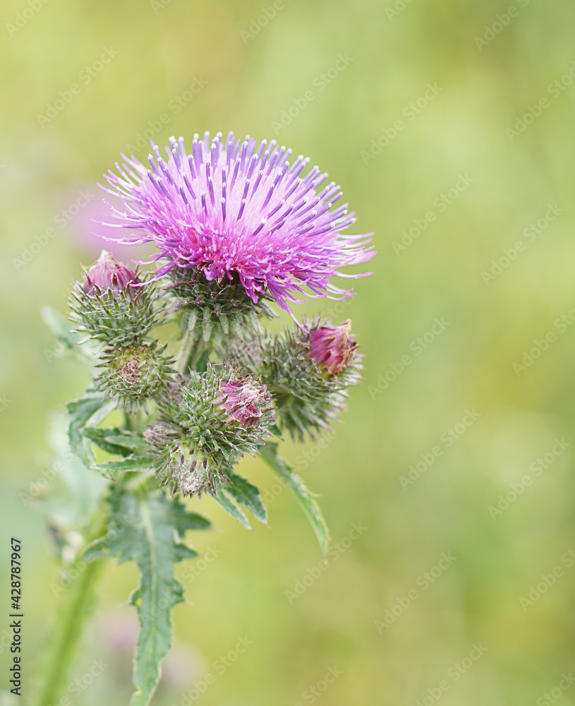 Beautiful purple thistle flower on the background of the field