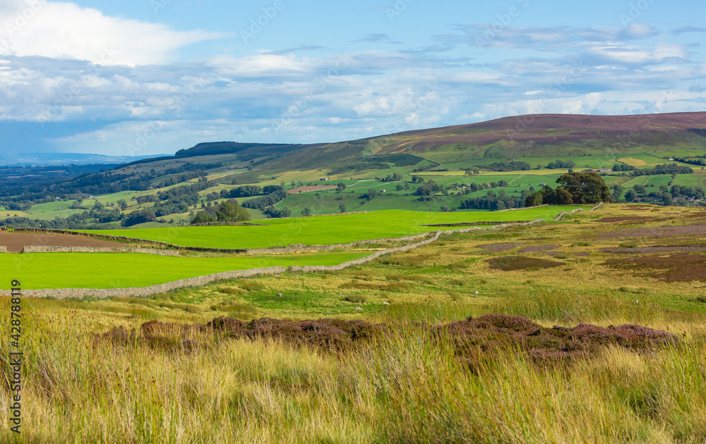 Carlton-in-Coverdale,  Yorkshire Dales, UK.  A panoramic view over the heather covered grouse moors in Summer.  Rolling green fields, purple heather and drystone walling. Horizontal.  Space for copy.