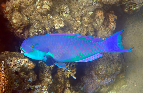 Parrot-fish is named due to its beak-like dental bone with strong teeth and brilliant coloration patters, it inhabits coral reefs together with other coral exotic fish 