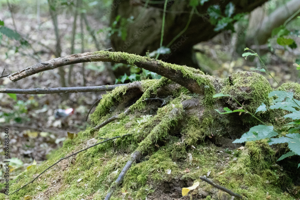 Fototapeta premium tree in winter