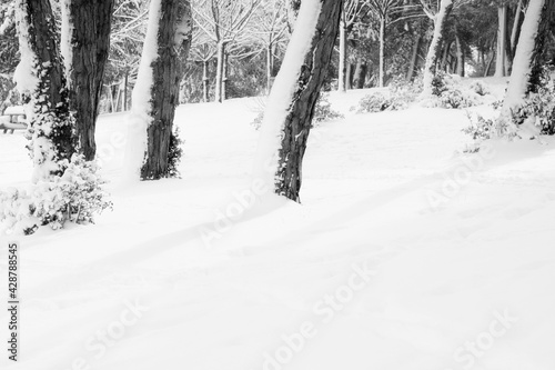 Snow covered forest ground at winter