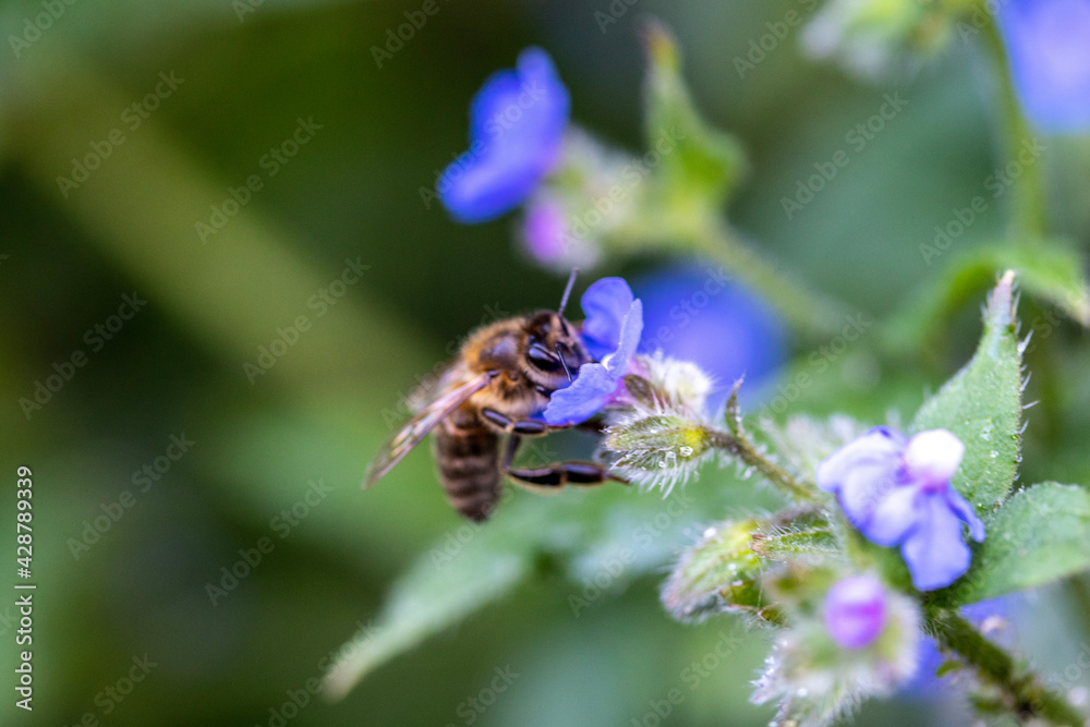bee on flower bee on flower