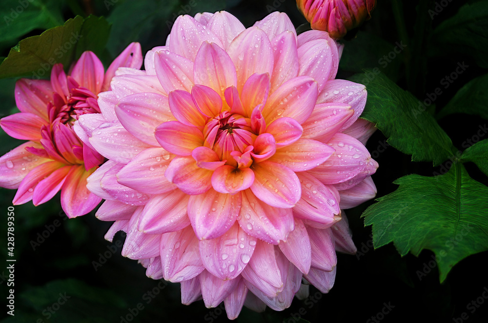 Fototapeta premium Macro shot of a brightly colored dahlia in the sunlight.