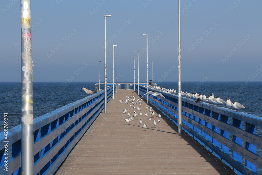 Seagulls sit on the pier on the shore and expressively look at the water, near the lake or sea, at the dock, waves on the water surface. Seagulls sit on the pier on the shore and expressively look at the water, near the lake or sea, at the dock, waves on the water surface.