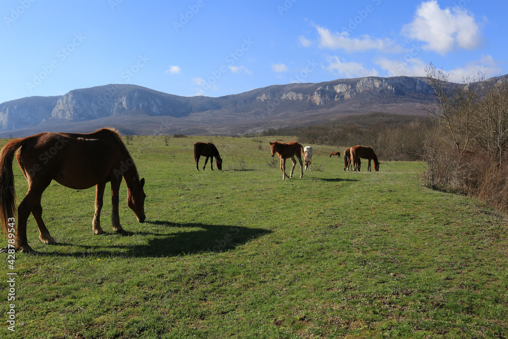Beautiful view of horses grazing on green hills in the mountain valley of Crimea Beautiful view of horses grazing on green hills in the mountain valley of Crimea