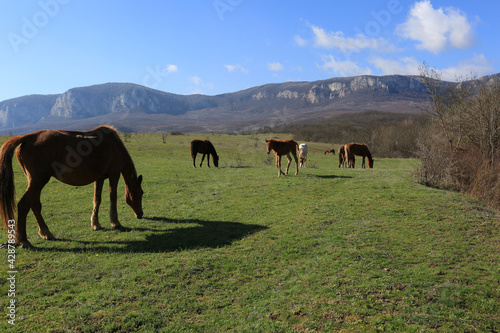 Beautiful view of horses grazing on green hills in the mountain valley of Crimea