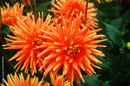 Macro shot of a brightly colored dahlia in the sunlight.
