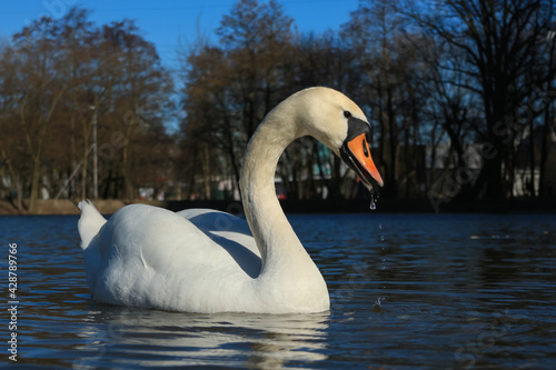 Lake with a white swan