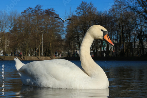 Lake with a white swan