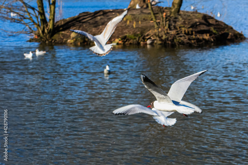 Ivory and pale gray gulls in flight over other gulls
