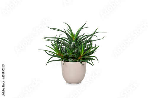 Succulent plant in pot isolated on white.