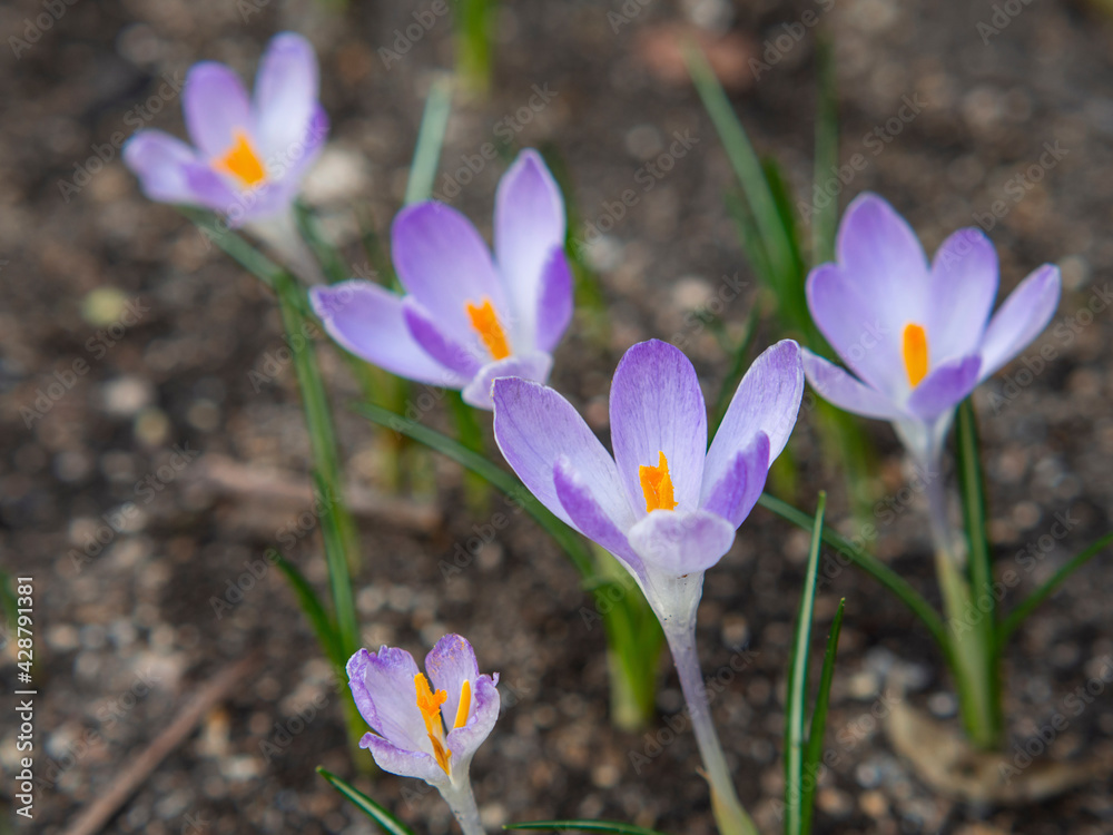 Spring flowers - delicate crocuses. Spring flowers - delicate crocuses.