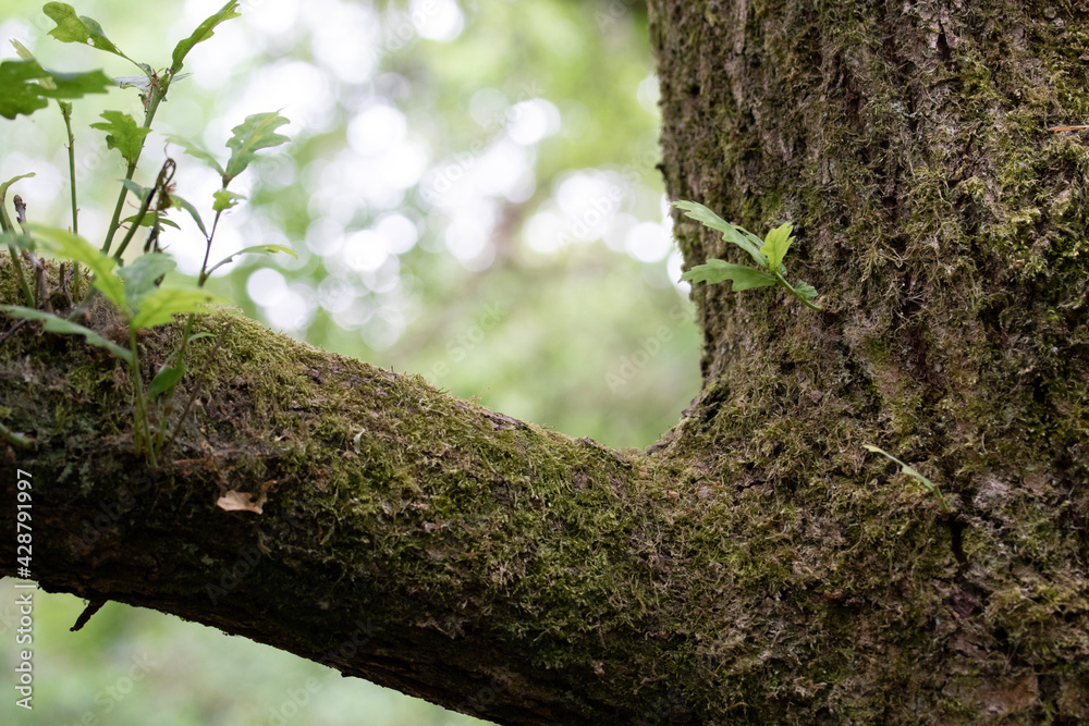 moss on a tree