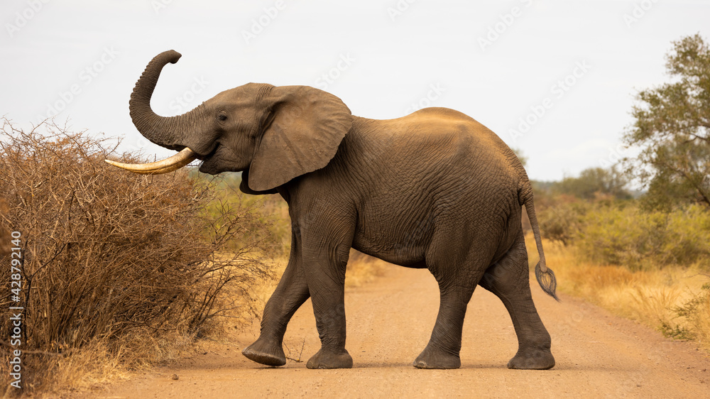 Obraz premium Big bull African elephant in the road