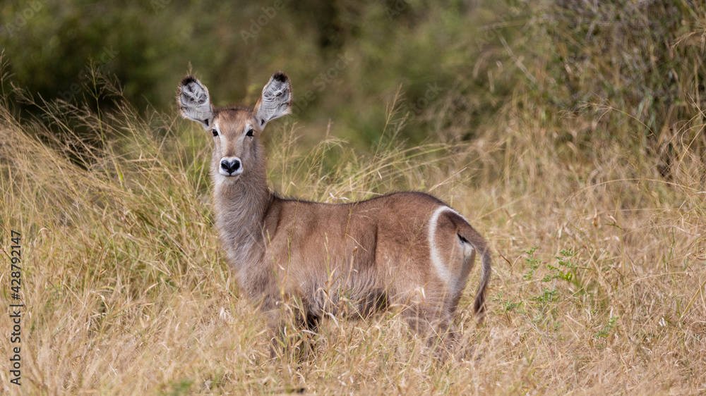 A Waterbuck calf in the wild