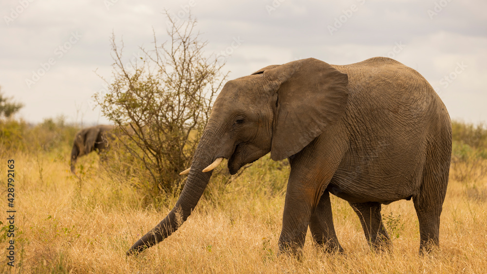 African elephant cow grazing in the wild