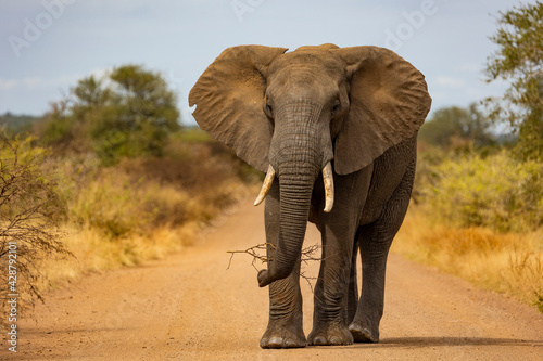 Big bull African elephant in the road © Jurgens