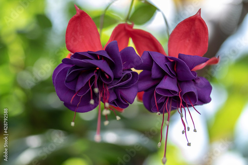 red and yellow flower