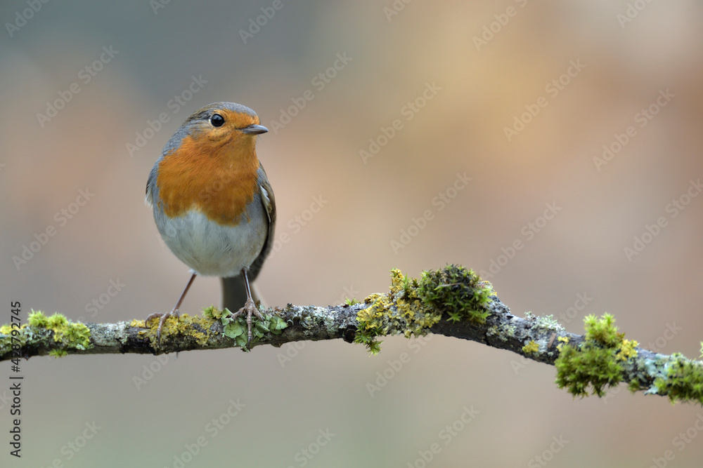 Rotkehlchen Erithacus rubecula Rotkehlchen Erithacus rubecula