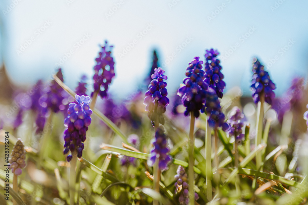 Obraz premium Lavendel im Garten