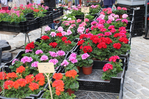 Stand de fleurs, géraniums sur le marché