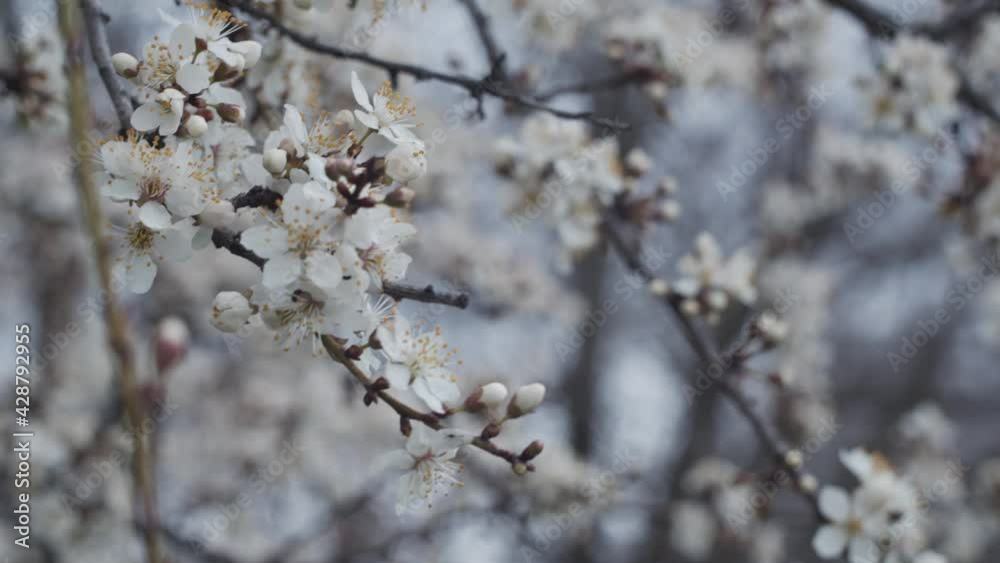 4K Close up view of blooming apricot tree, brunches with white flowers swaying in the wind. Beautiful nature background. Springtime. Spring flowers. Scenic blossom tree in garden. Cloudy day. Macro 4K Close up view of blooming apricot tree, brunches with white flowers swaying in the wind. Beautiful nature background. Springtime. Spring flowers. Scenic blossom tree in garden. Cloudy day. Macro