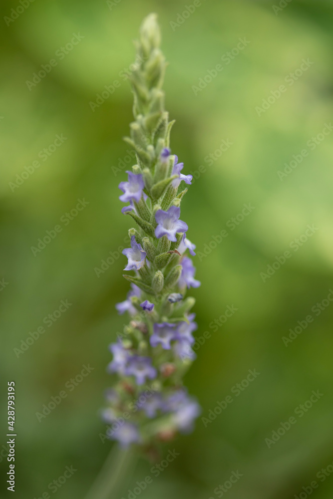 Obraz premium close up of a flower