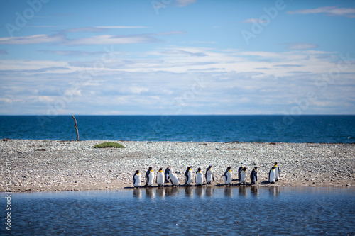 King Penguins colony near the town of Porvenir, Tierra del Fuego, Chile, Sourh America.