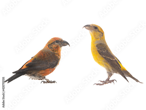male red crossbill and female isolated on white background, studio shot