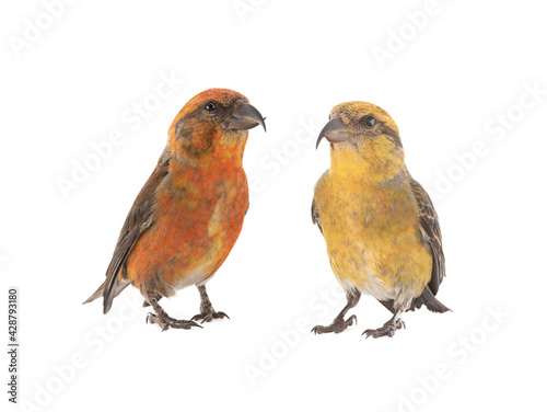 male red crossbill and female isolated on white background, studio shot © fotomaster