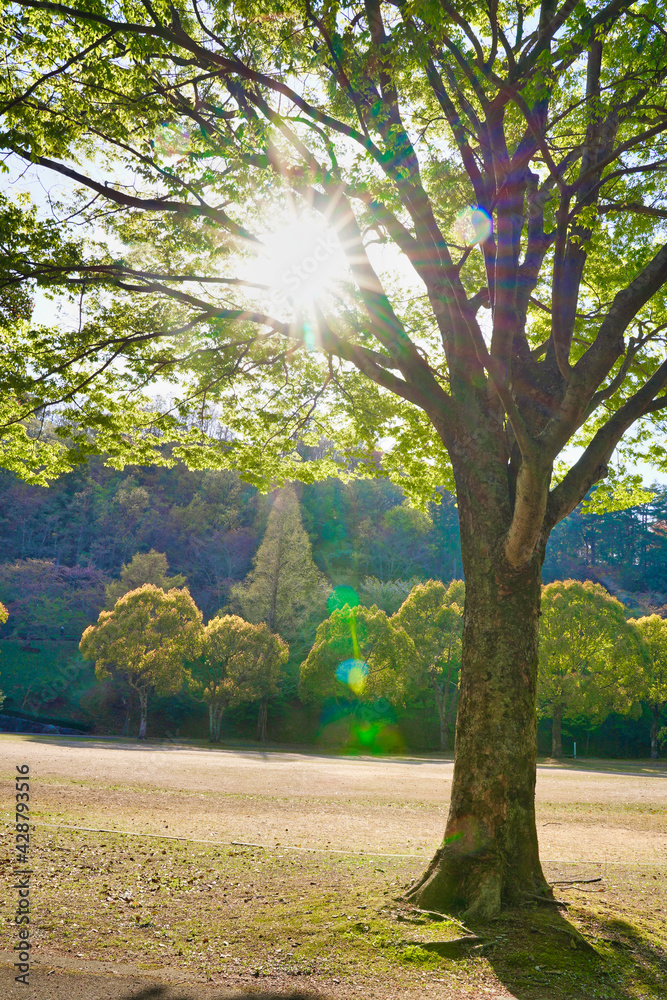 Obraz premium 昼間の太陽に照らされる公園の樹木 