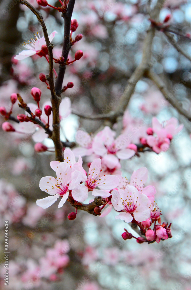 Vibrant cherry blossom in full bloom along Avenue du General Ferrie in Paris, France Vibrant cherry blossom in full bloom along Avenue du General Ferrie in Paris, France