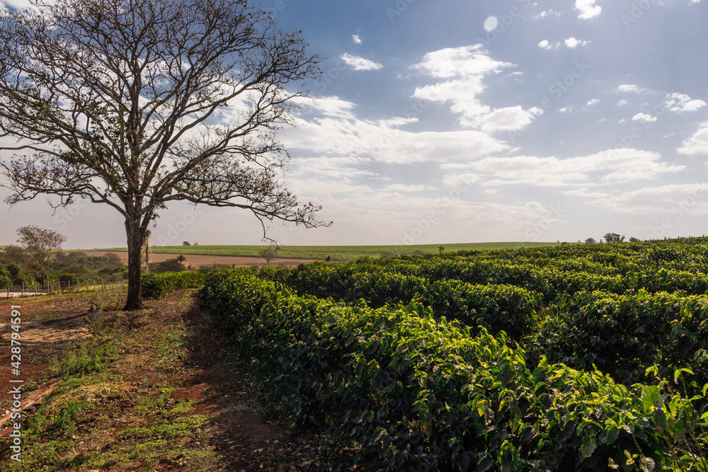 Farm coffee plantation on a sunny day concept image